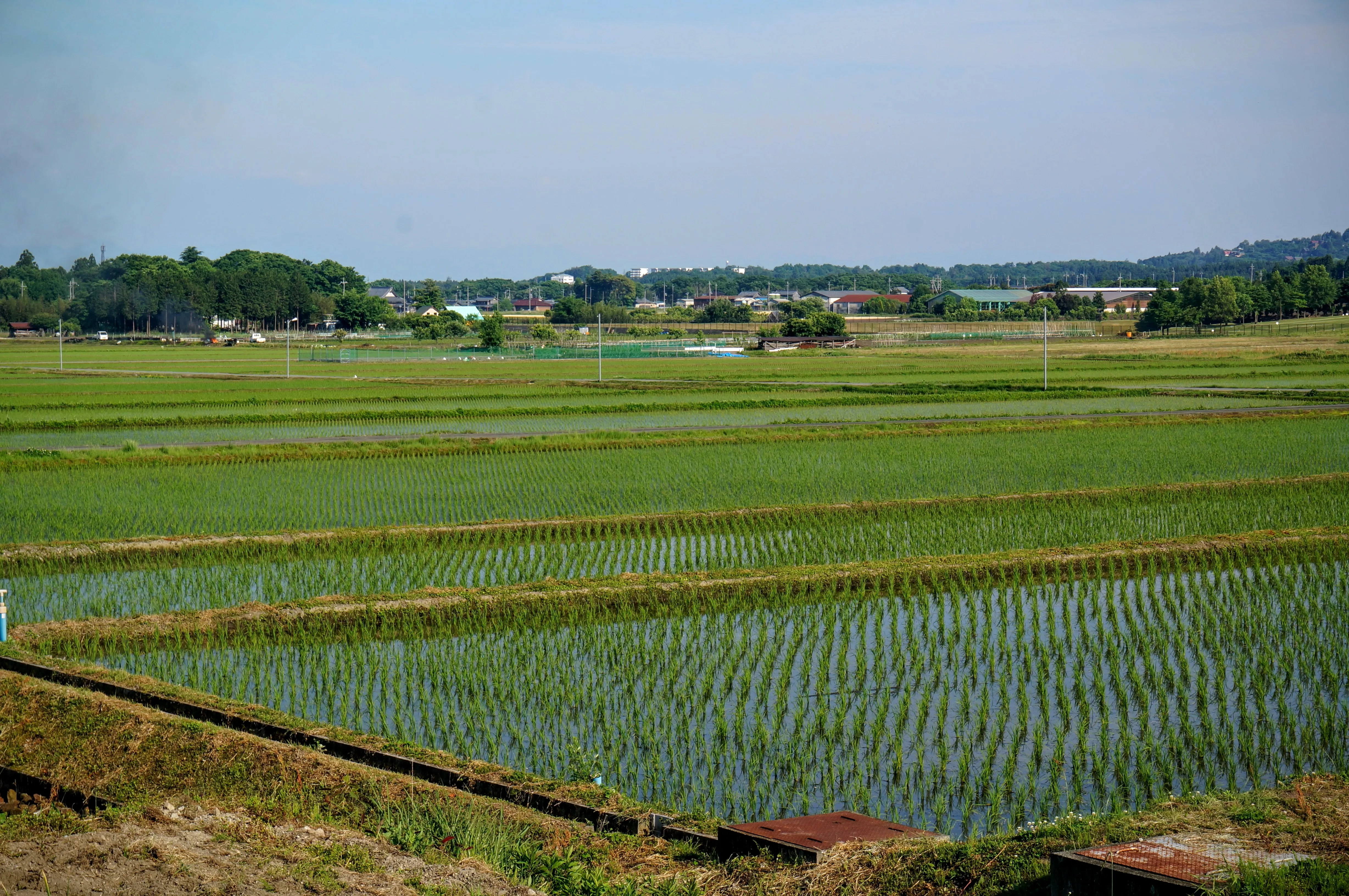 shiga rice.BqDW9NcF.jpg