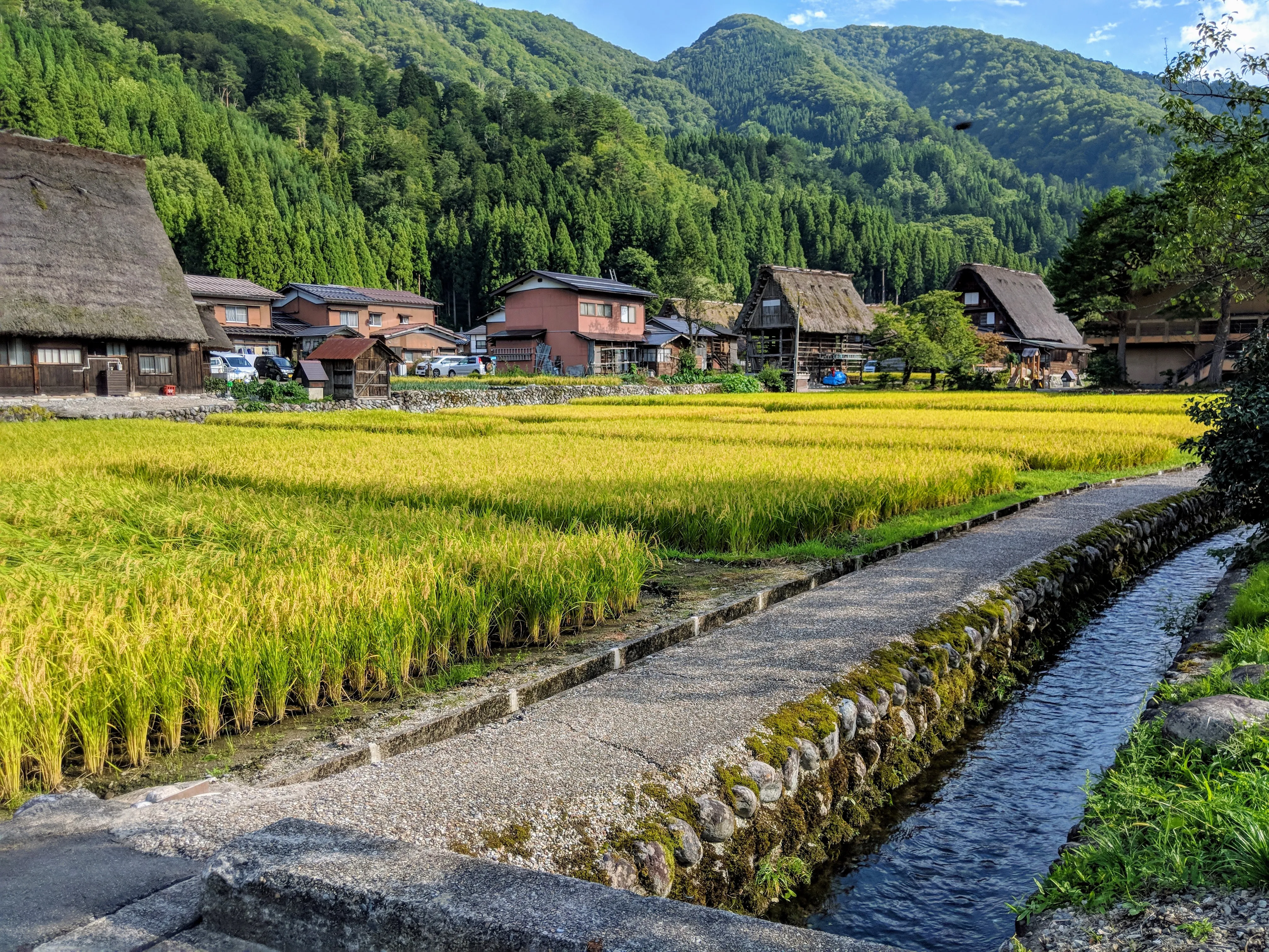 shirakawago rice.DkO9HMDr.jpg