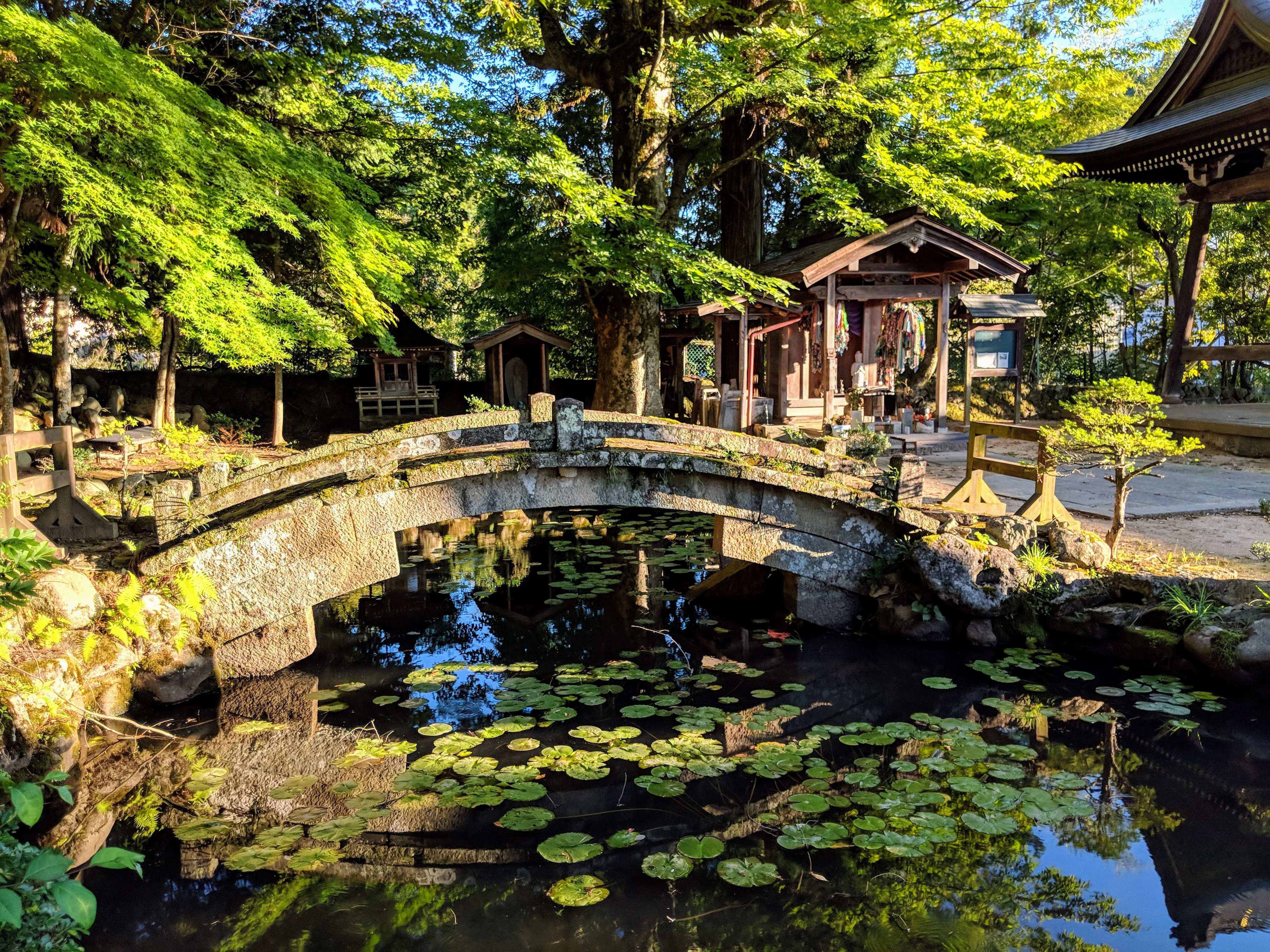 takayama lilly pads.DUYrIcx .jpg