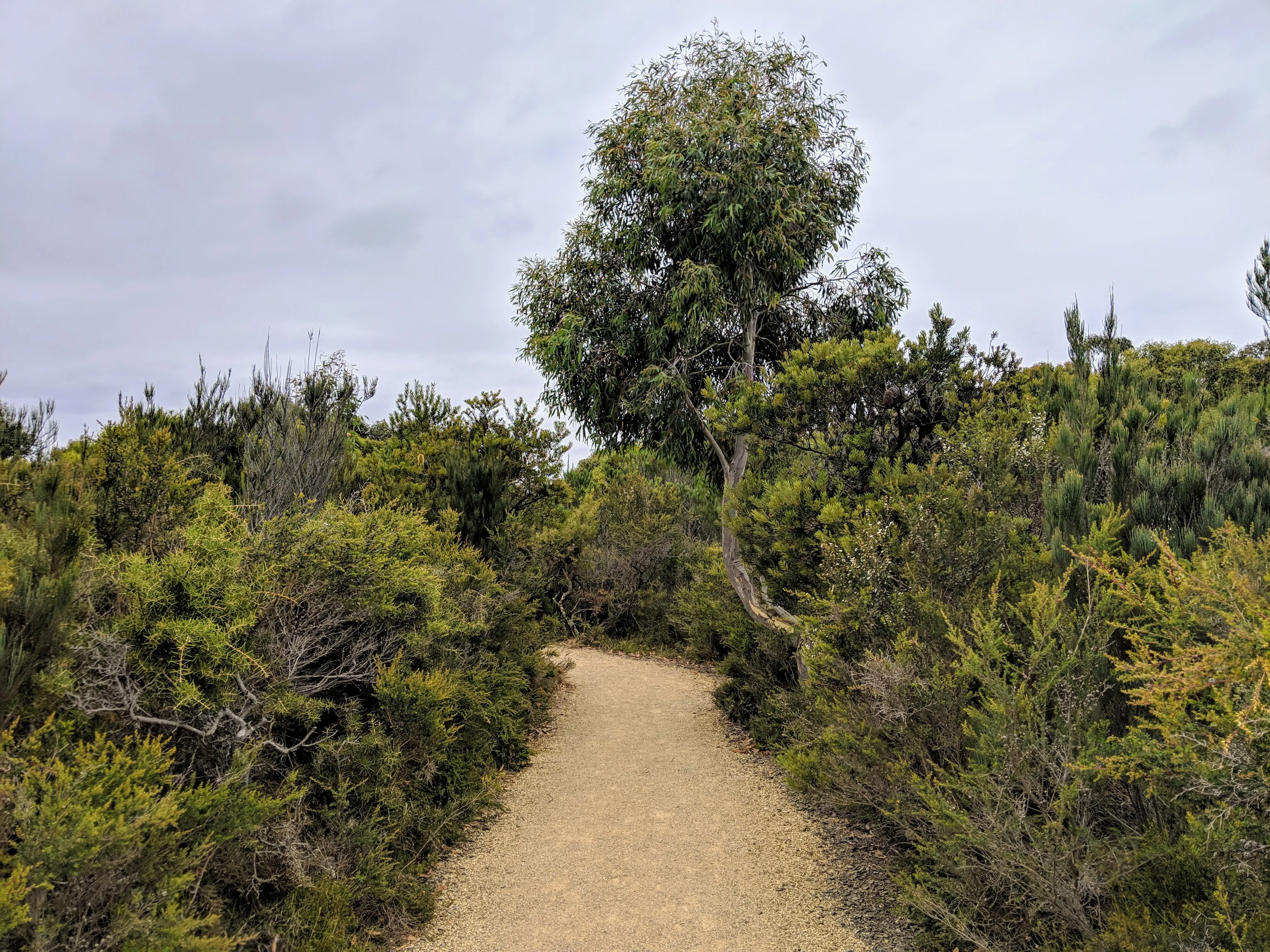 tasman path.rmYsEgt9.jpg