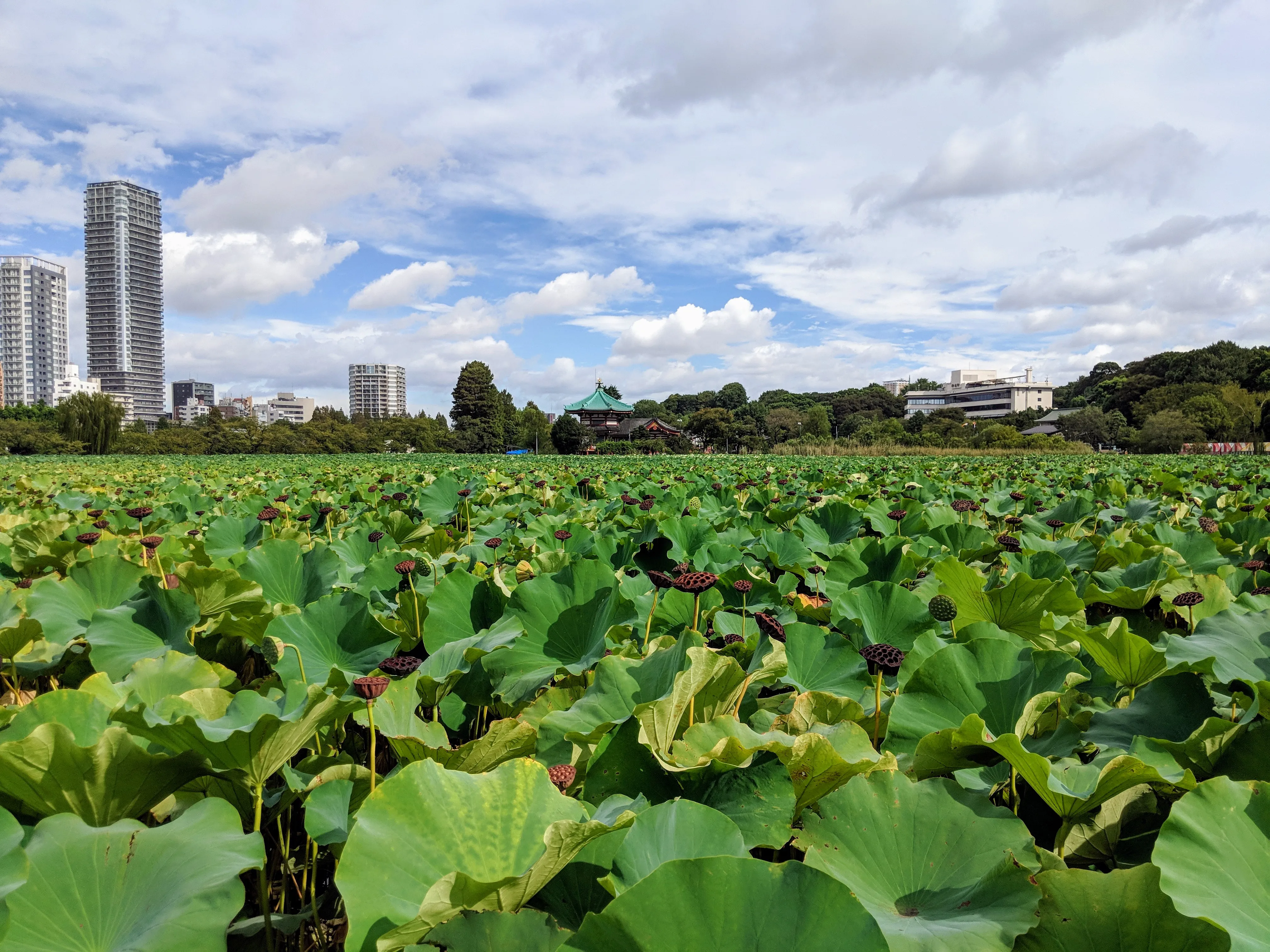 tokyo lillies.DvVHxAU2.jpg