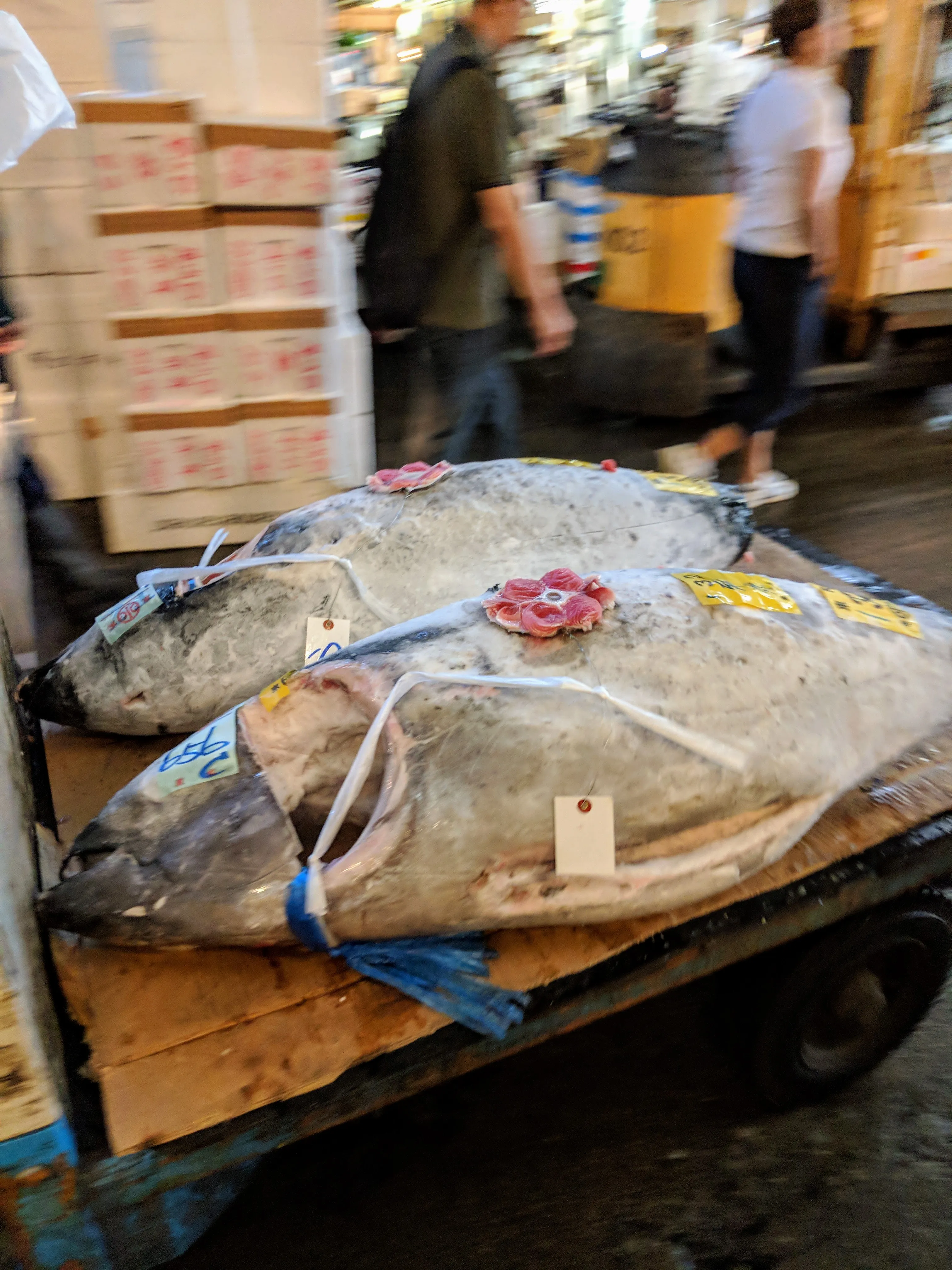 tokyo tsukiji fish on the move.C6hRlw3q.jpg