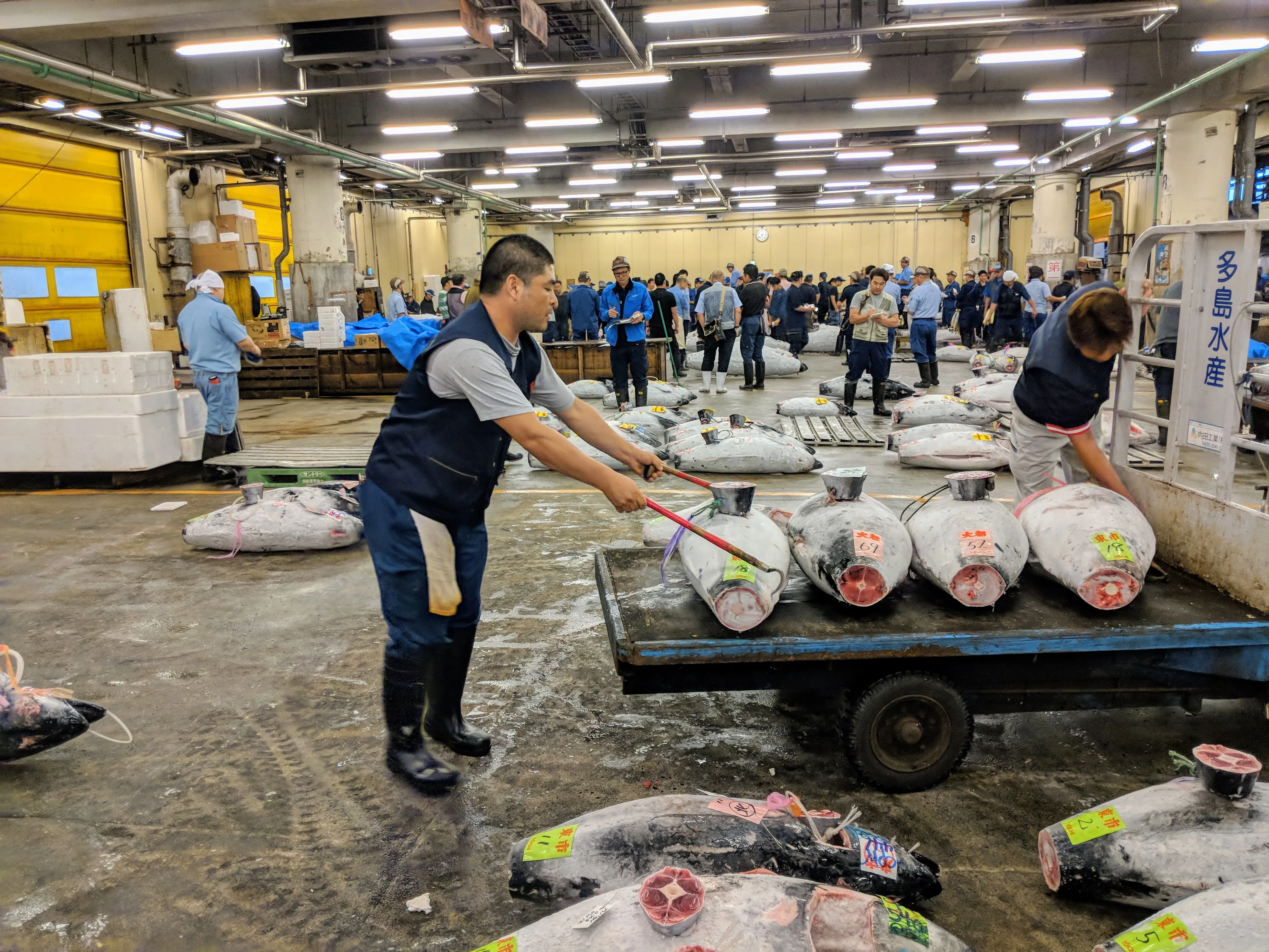 tokyo tsukiji lifting.D9rCvtNc.jpg