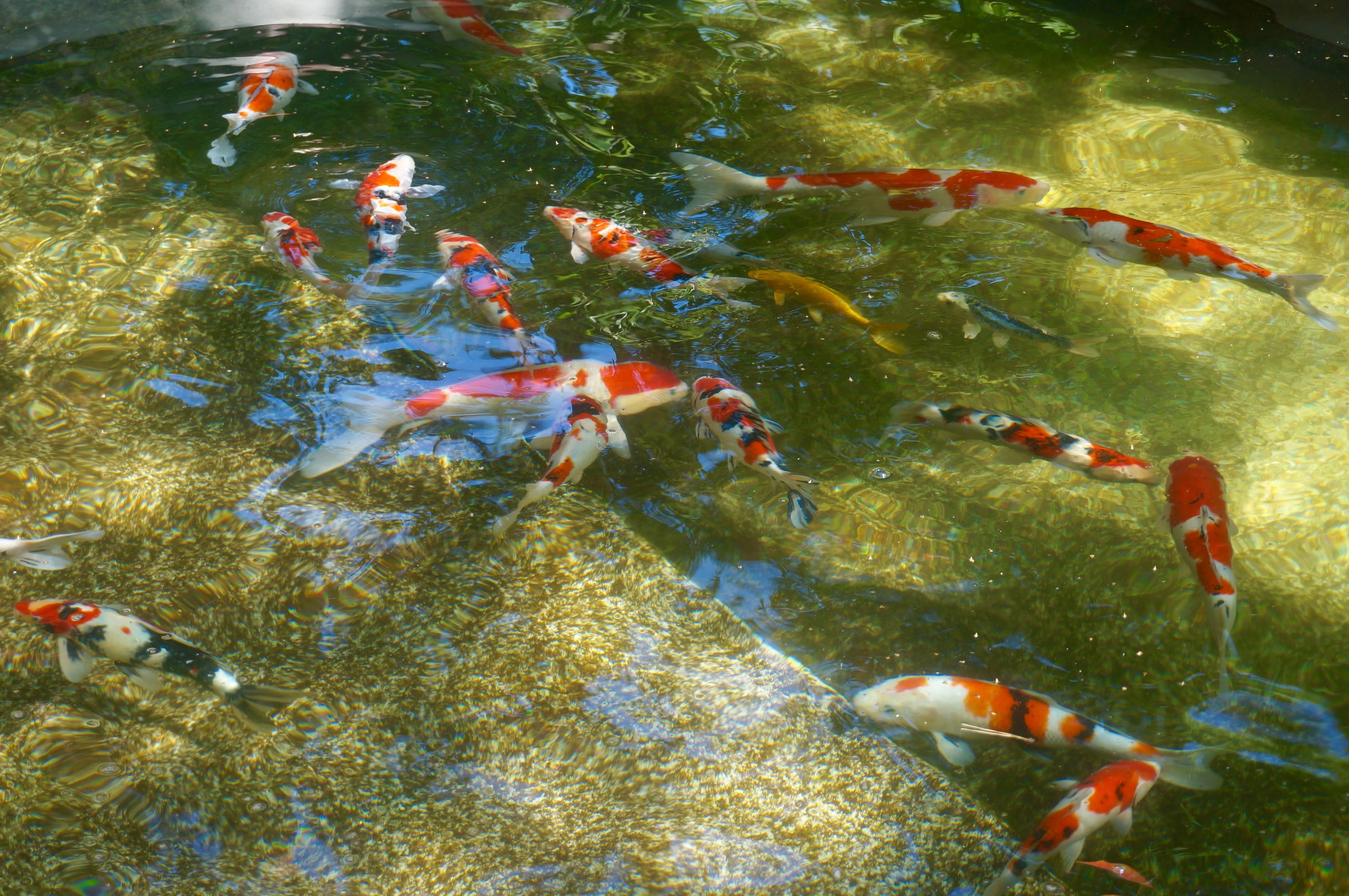 tokyo waseda fish.DjKCO07l.jpg