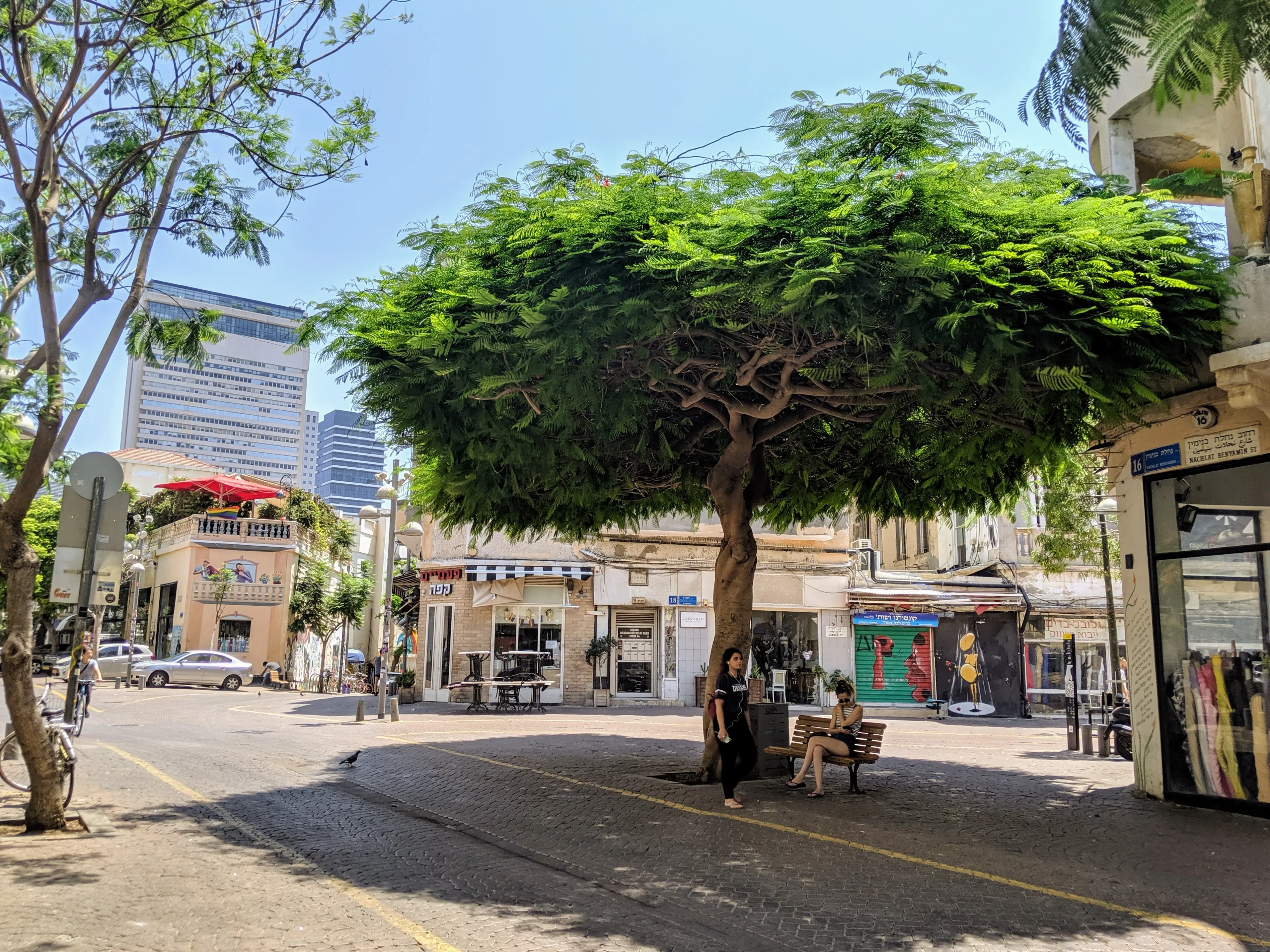 tree.C73Ft6ax.jpg