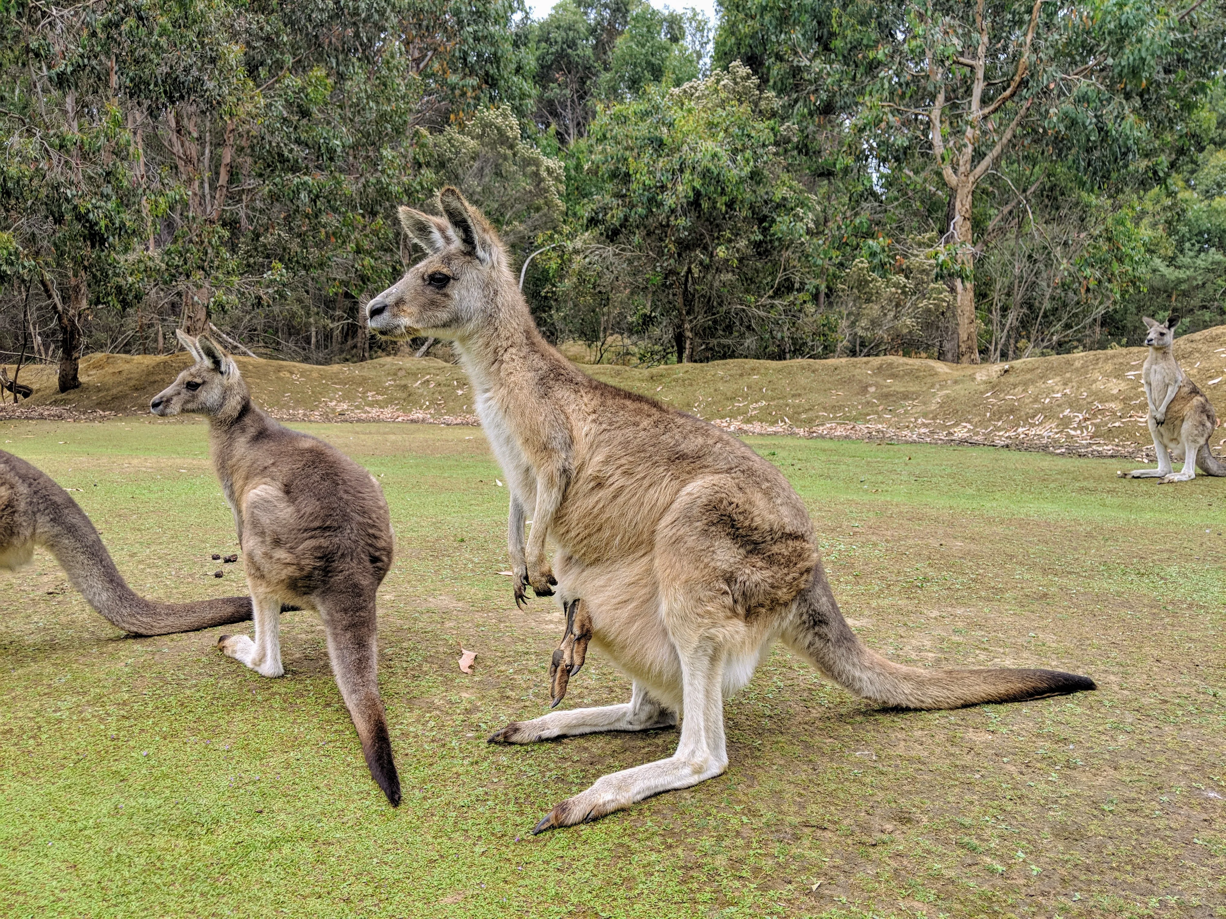 unzoo kangaroo.CMP6bsYG.jpg