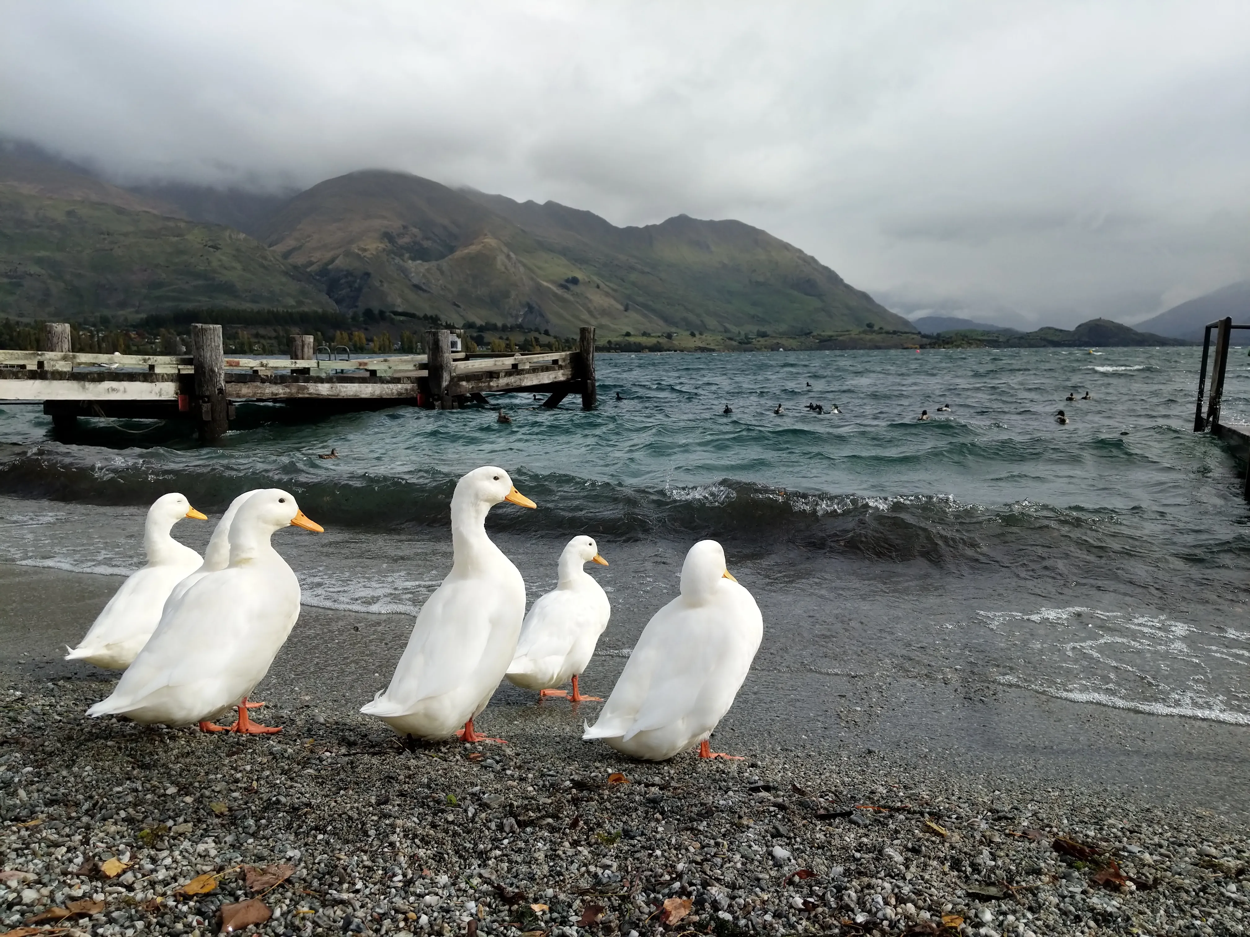 wanaka ducks.0BrgtQuh.jpg