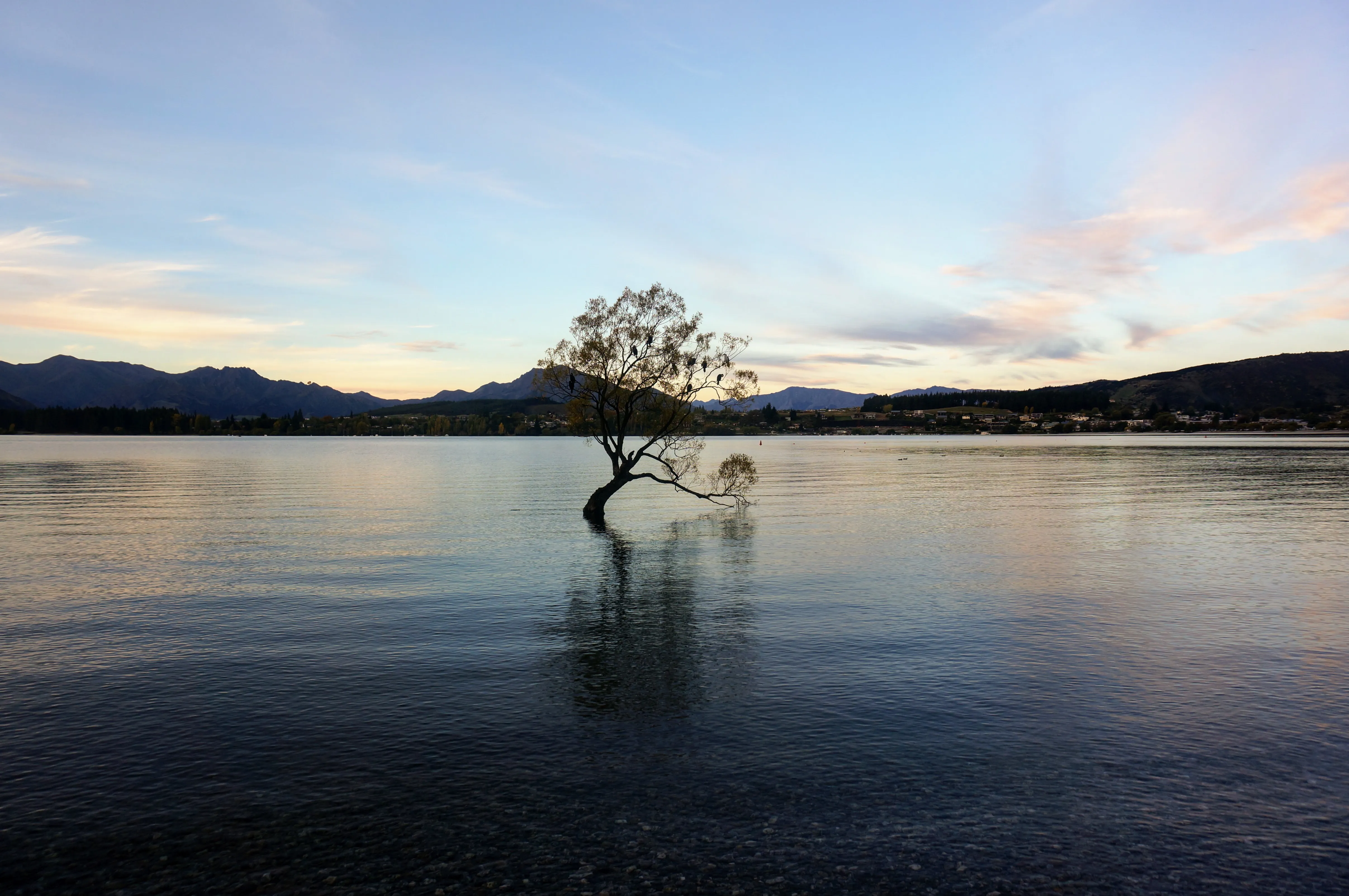 wanaka tree.BTslMU4_.jpg
