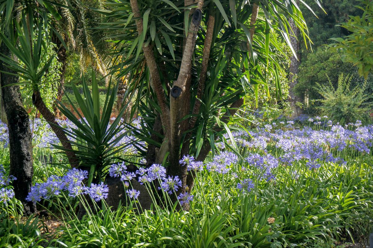 Seville alcazar flowers